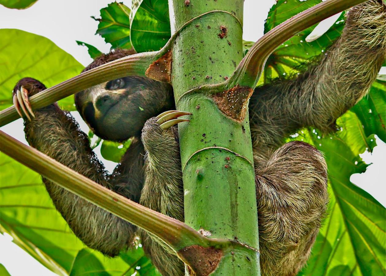 Amazon Muyuna Lodge - All Inclusive Paraíso Esterno foto