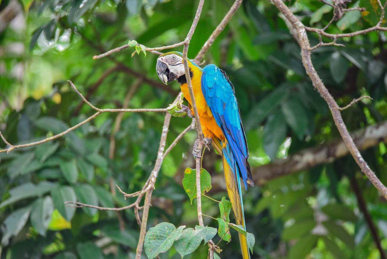 Amazon Muyuna Lodge - All Inclusive Paraíso Esterno foto