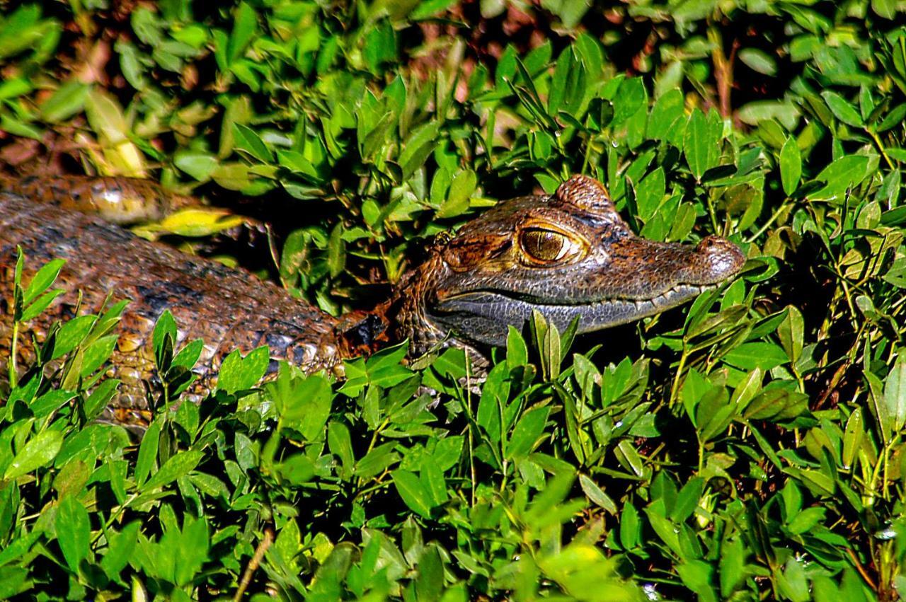 Amazon Muyuna Lodge - All Inclusive Paraíso Esterno foto