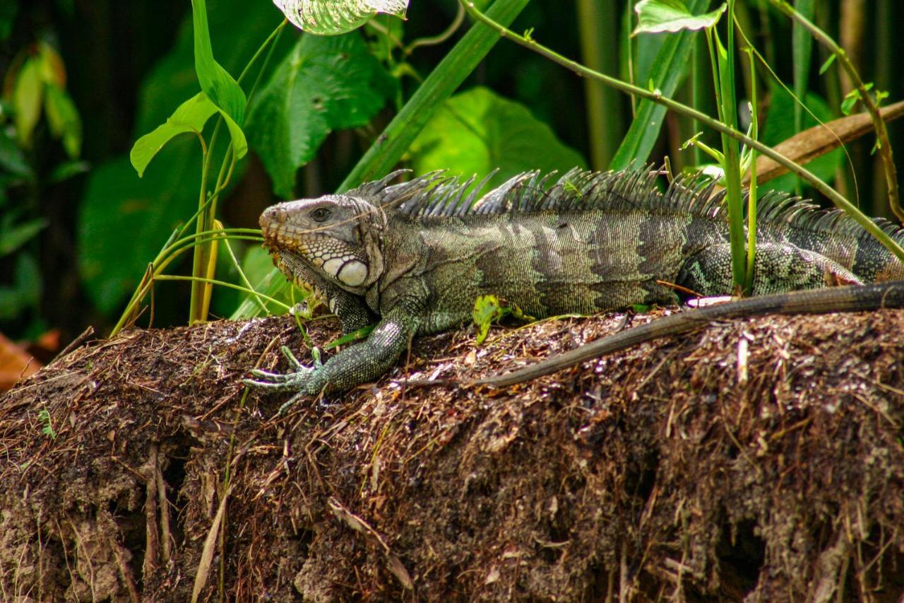 Amazon Muyuna Lodge - All Inclusive Paraíso Esterno foto